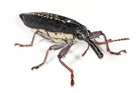 Maybe you would like to learn more about one of these? Common Lily Pests Lilyflowerstore