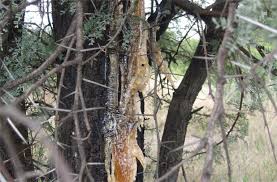 Image result for Acacia welwitschii