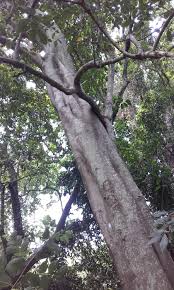 Image result for Ficus fischeri