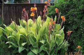 Cannas lily, purpurea variegated canna bulb, bronze, green and purple rhizome, red flower, tall growing, exotic, tropical plant, grows 10ft! Plantfiles Pictures Canna Orange Flowered Variegated Canna Lily Pretoria Canna Americanallis Var Variegata By Jjsgarden