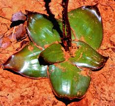 Image result for Monadenium filiforme