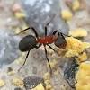 9 lovely rote ameisen im garten in 2020. 1