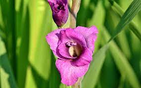 Gladiolus Flower Meaning Symbolism And Colors