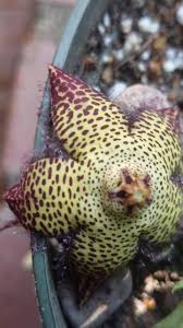 Image result for Orbea rogersii