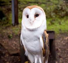 East Bay wildlife scorched by the drought