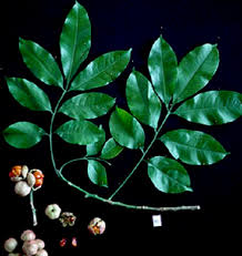 Image result for Trichilia