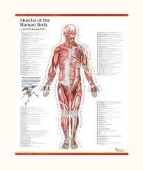 An illustrated guide to your muscles in action including exercises used in crossfit (r), p90x (r), and other popular fitness programs (imm lifestyle books) Trail Guide To The Body S Muscles Of The Human Body Poster Anterior View Only Books Of Discovery