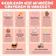 kedilerin sizi sevdigini gosteren 10 hareket kedi kediler cat cats kedi cats hediyeler