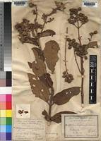 Image result for Dissotis princeps