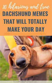 You Ll Laugh You Ll Cry You Ll Snort Funny Dachshund Memes And Photos That Will Make Your Day Brighter Dachshund Memes Funny Dachshund Funny Dog Memes