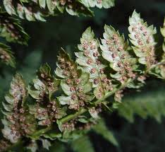 Image result for Dryopteris kilemensis