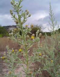 Image result for Laggera