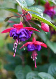 Fuchsia 3 Fuchsia Plant Fuchsia Flowers Plant Pictures