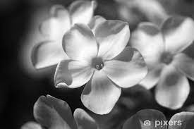 Check spelling or type a new query. Carta Da Parati Fiore Bianco E Nero Pixers Viviamo Per Il Cambiamento