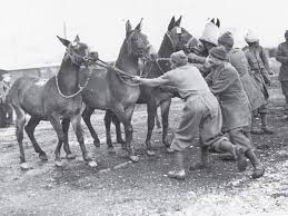 The History That Mules Mountains And The Military Share The Economic Times One of the first depictions of equids is the war panel of the the literature of ancient india describes numerous horse nomads.