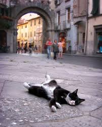 Lucca Lucca Toscana Funny Cat Images Cats Animals