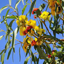 Another species that can be a mallee, red cap gum trees are attractive to birds, but the limbs are prone to breaking. Buy Eucalyptus Erythrocorys Red Capped Gum Illyarrie Seed Australian Seed