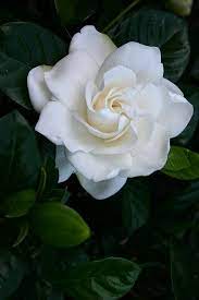 Amazing Flowers My Garden Hybrid Tea Roses Flowers Gardenia Bush