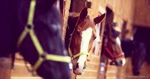 Why Horses Stopped Living In Forests And Moved To Grasslands