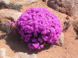 Image result for Limeum argute-carinatum