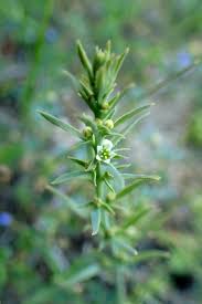 Image result for Thesium