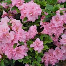 Perfecto Mundo Double Pink Reblooming Azalea Rhododendron X Pink Azaleas Rhododendron Azaleas