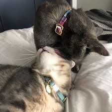 Birds Be Safe Collar We Ve Got A Kitty Crush On Tate Lira Look At The Little Love Birds That S Definitely The Look Of Love On Tate S Gorgeous Kitty Love Birds Looking For Love