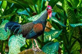 Ayam Hutan Sejarah Jenis Persebaran Cara Merawat