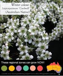 Not terribly tall, it is an excellent accent plant with clean white flowers that do resemble stars. 5 Australian Natives For Winter Colour By Temperate Zone About The Garden Magazine