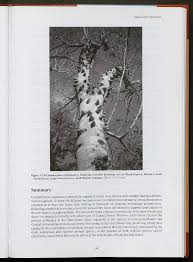 Image result for Pancovia holtzii