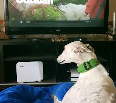 Each month, several films and tv shows are added to netflix's library; What To Binge Watch With Your Greyhound Greyhounds As Pets