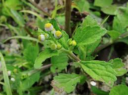 Image result for Dichrocephala