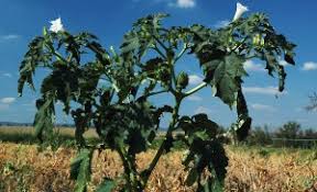 Image result for durman obecný plod