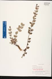 Image result for Crossopetalum