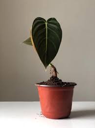 We did not find results for: Philodendron Melanochrysum Melano Furniture Home Living Gardening Plants Seeds On Carousell