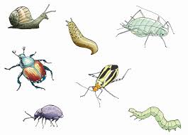 How to identify garden insects. Garden Bugs Pictures Garden Bugs