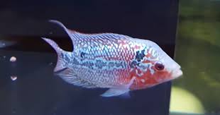 Baby Flowerhorn Flowerhorn Cichlids Stuff To Buy Pet Store