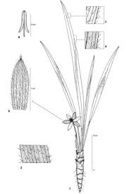 Image result for Curculigo pilosa
