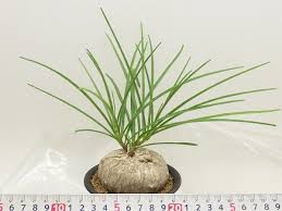 Image result for Caloncoba welwitschii