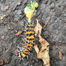 Image result for Tapinanthus dependens