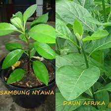 Manfaat daun sambung nyawa memang sudah lama dipakai nenek moyang dalam mengobati beberapa penyakit kronis. Jual Sale Daun Sambung Nyawa Segar Perhelai Daun Sambung Nyowo Di Lapak Toko Papah Bukalapak