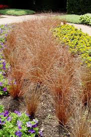 Image result for Carex johnstonii