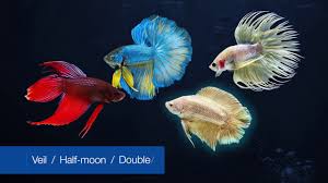 Glofish Tetra