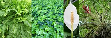 We did not find results for: 4 Plants To Reduce Indoor Humidity See The Air