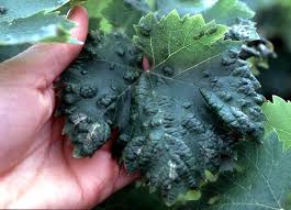 Image result for Colomerus vitis