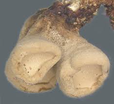 Image result for Porodisculus pendulus