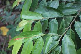 Image result for Chrysophyllum welwitschii