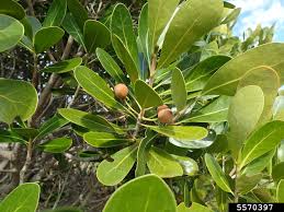 Image result for Uapaca nitida