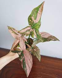Pearl On Instagram For All The Pink Plant Lovers This Week S Rare Plant Update Is Syngonium Pink Splash Only 3 Availa Plants Pink Plant Rare Plants