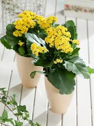 Image result for Kalanchoe rosalina